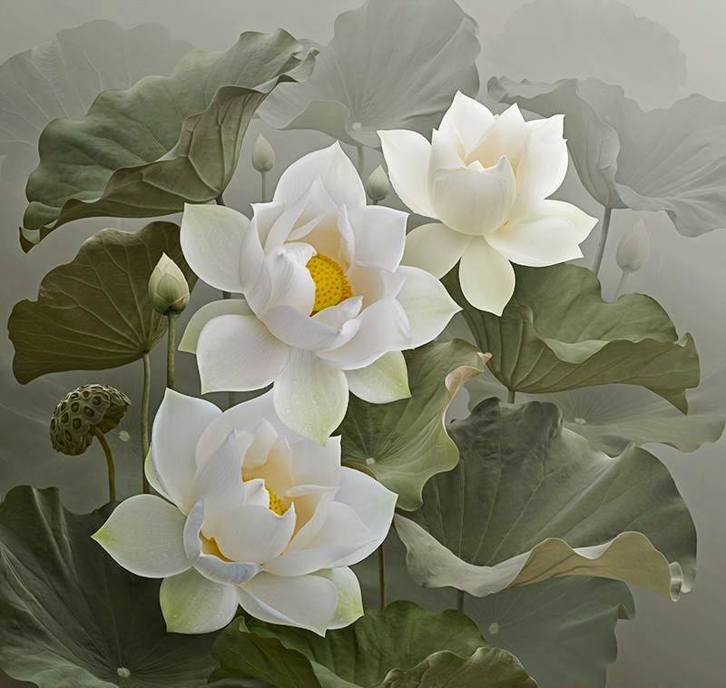 Hoa sen